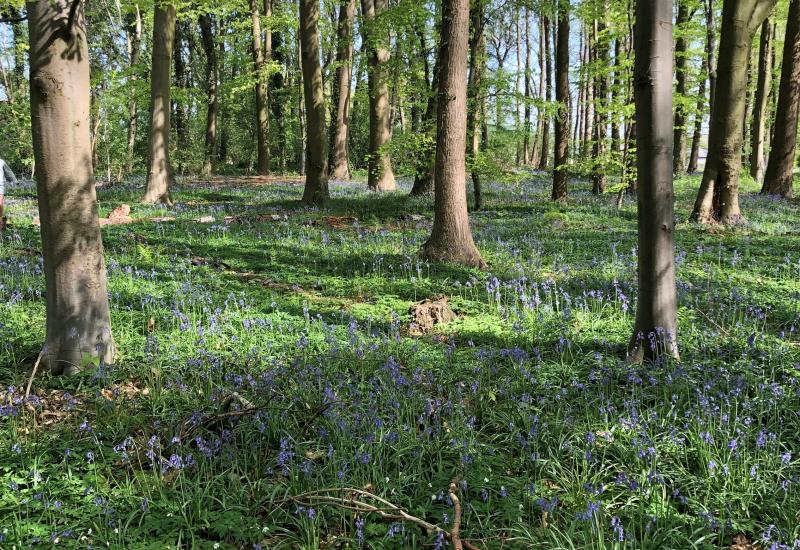 Bomen met boshiyacinten