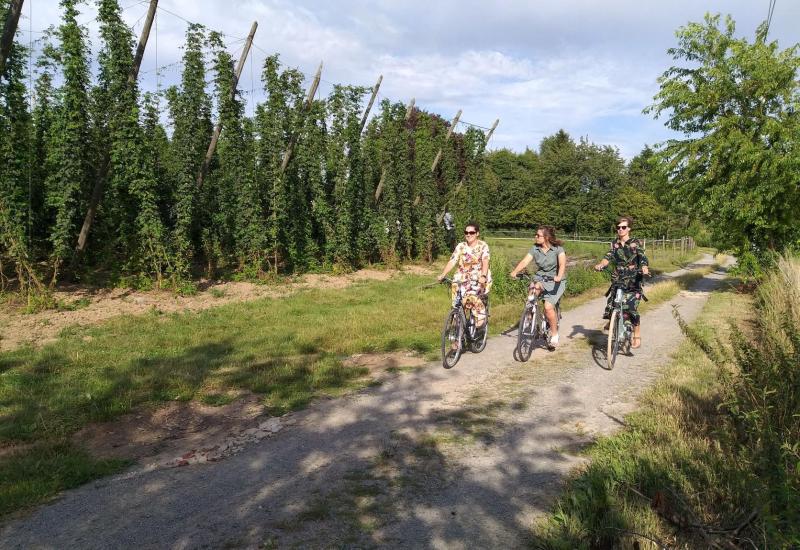 Fietsers door een hoppeveld
