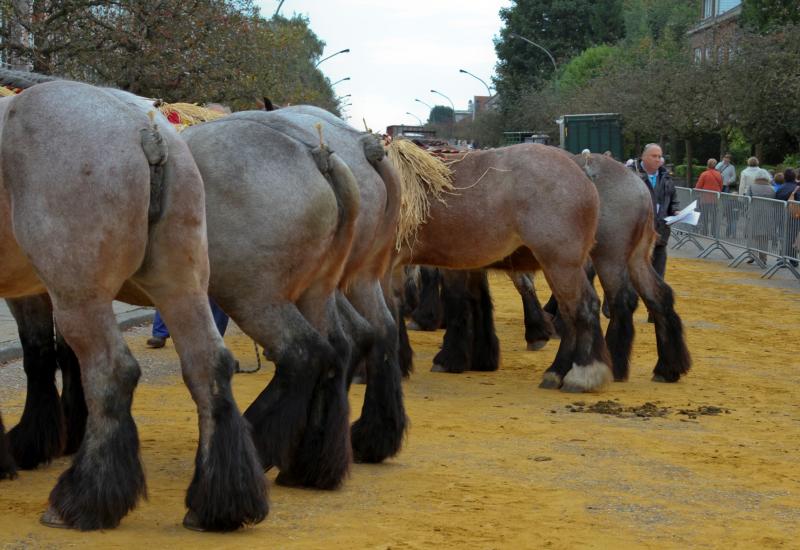 rij met achterste van paarden