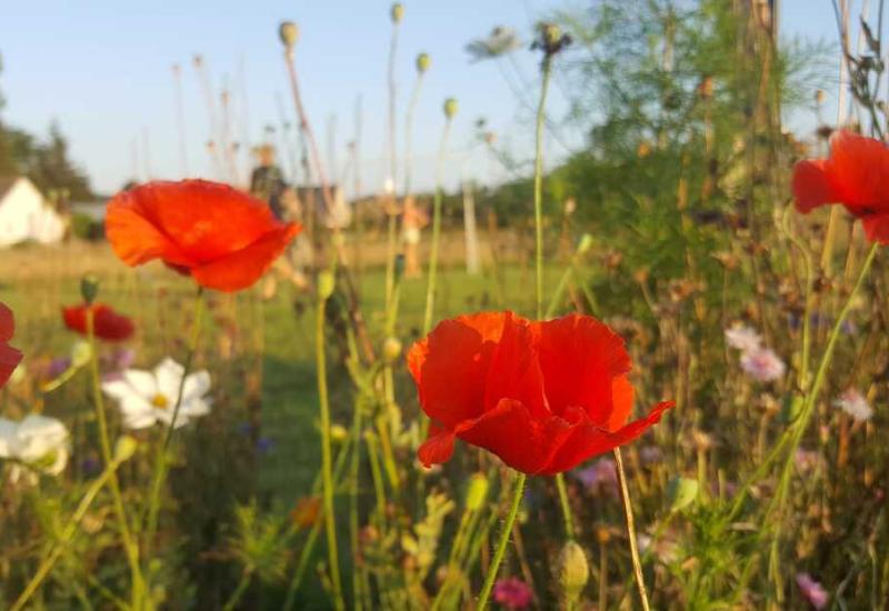 veldbloemen