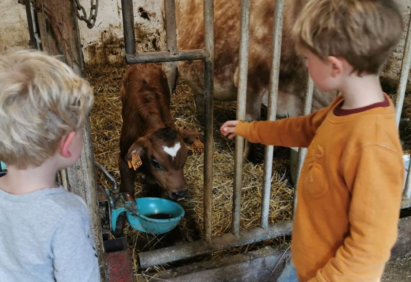 kinderen bij koe