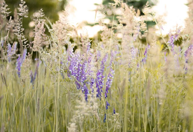 Grassen: speels en veelzijdig geschikt © dominikaroseclay