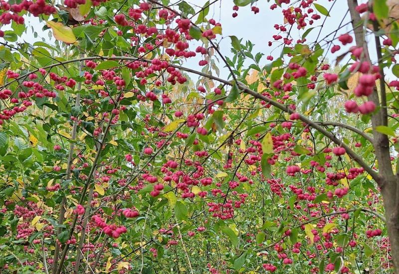 Dag van de Natuur in Ter Planken © jdh