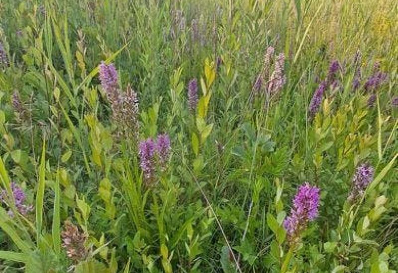 Bio-blitz Ter Pede © Eric De Jonge