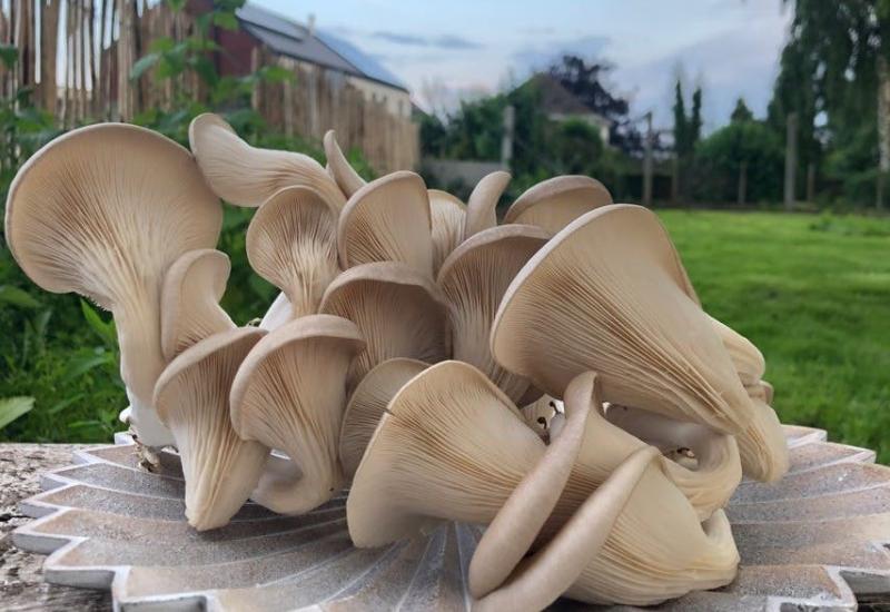 Workshop 'Oesterzwammen kweken op koffiedik' © broed