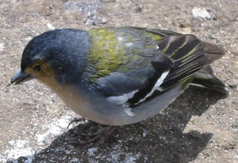 Achter de schermen van het Opvangcentrum voor vogels en wilde dieren in Malderen © all rights reserved