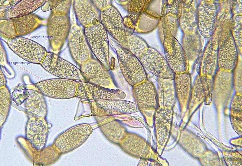 Cursus Roesten © Albert Glissenaar