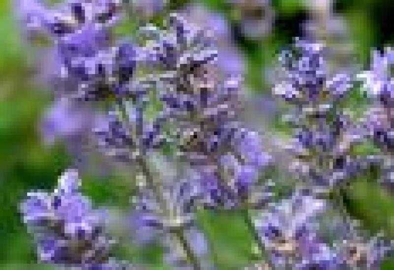 Aroma yoga © Leentje