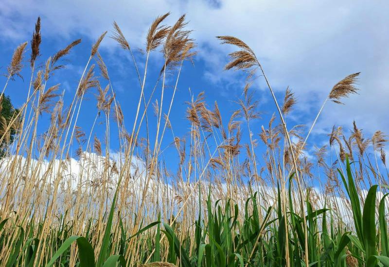 Beheerwerken Ter Pede © jdh Beheerwerken Ter Pede © jdh