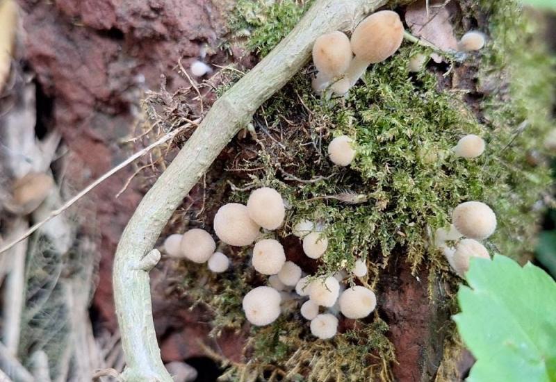 Paddenstoelenwandeling Thaborberg-Kattebroekbos © Albert Glissenaar