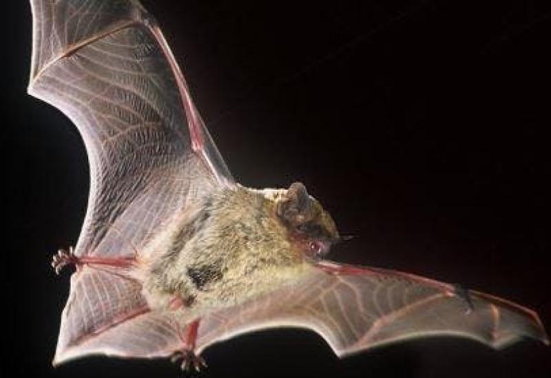 Vleermuizenspeurtocht in de Wolfsputten © Natuurpunt Vleermuizenwerkgroep