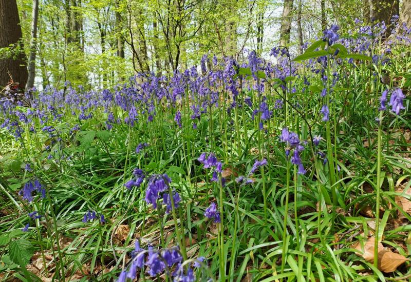 Boshyacintenwandeling in Begijnenborrebos © Eric De Jonge