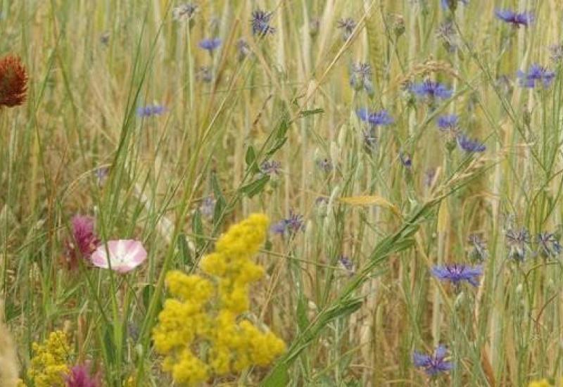 Basiscursus planten © Willem Laermans